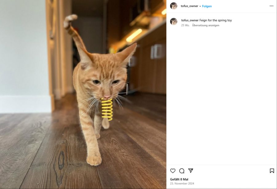 Sie lebt mit einem Kater namens Shwinkle zusammen – der offenbar ebenfalls gerne auf der ein oder anderen Sache kaut.