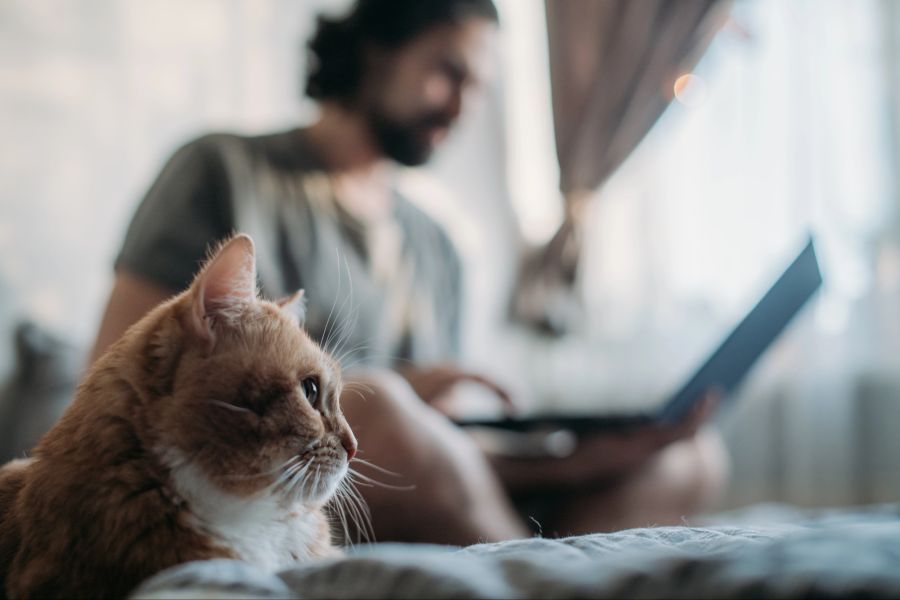 Katze, Mann mit Laptop