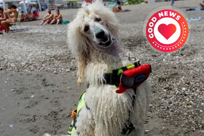 Pudel Rettungsschwimmer Team Malaga
