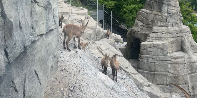 Tierpark Bern