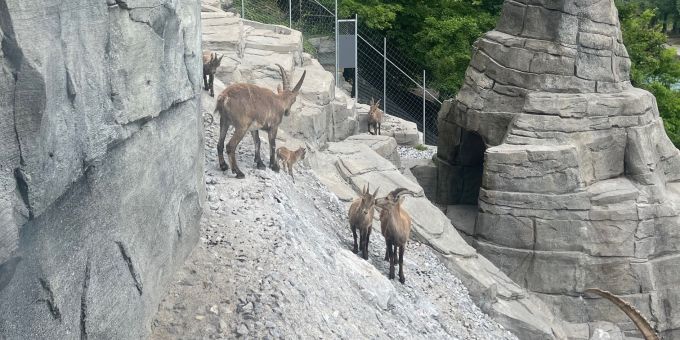 Das Steinböckli ist auf die Welt gekommen. Tierpark Bern