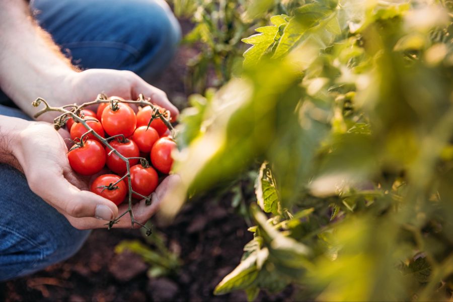Tomaten