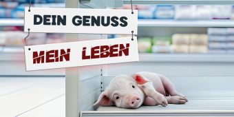 Schwein Kühlregal Supermarkt Ferkel