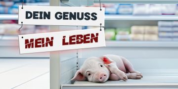 Schwein Kühlregal Supermarkt Ferkel