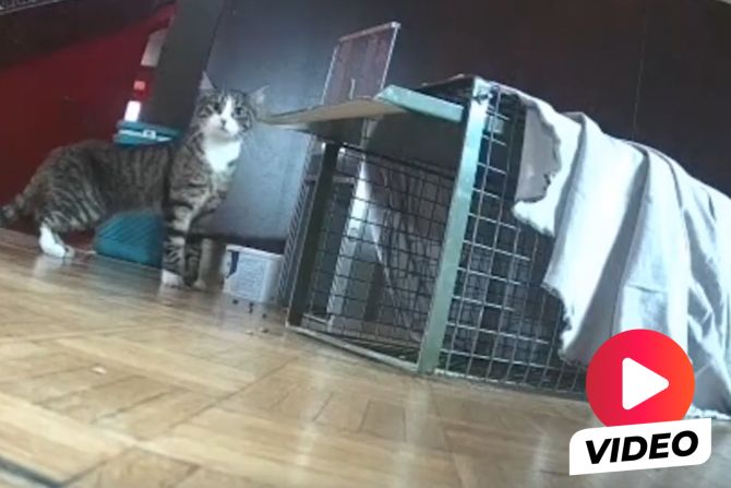 Katze Stadttheater Olten