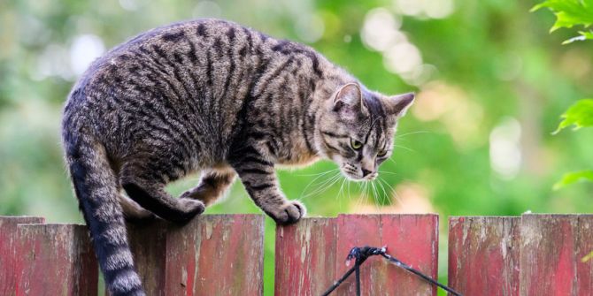 Katze Zaun
