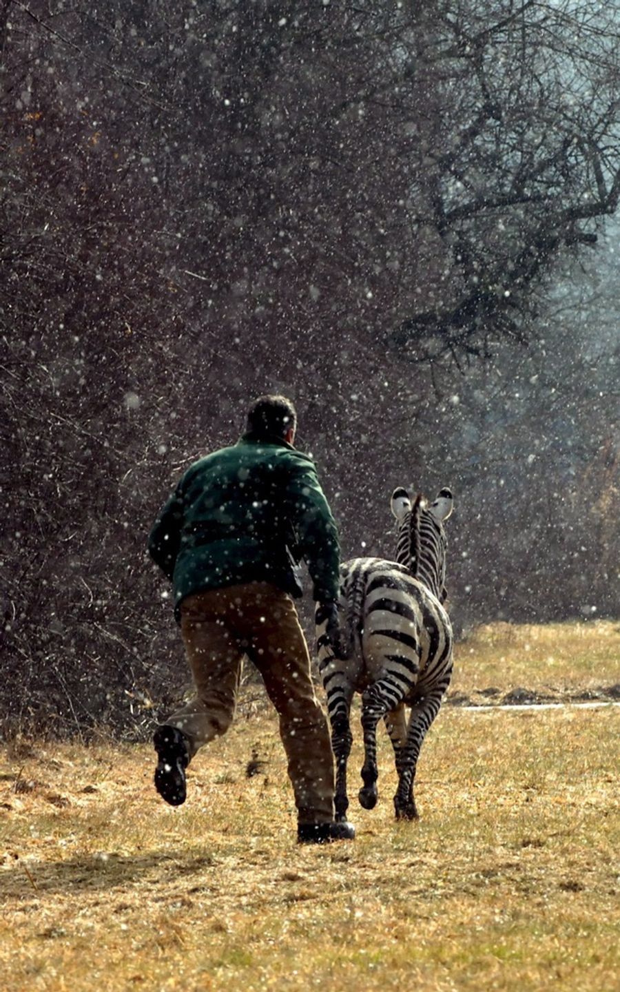 Verfolgungsjagd aus 2009: Ein Polizist rennt in Deutschland hinter einem entflohenen Zebra her. (Archivbild)