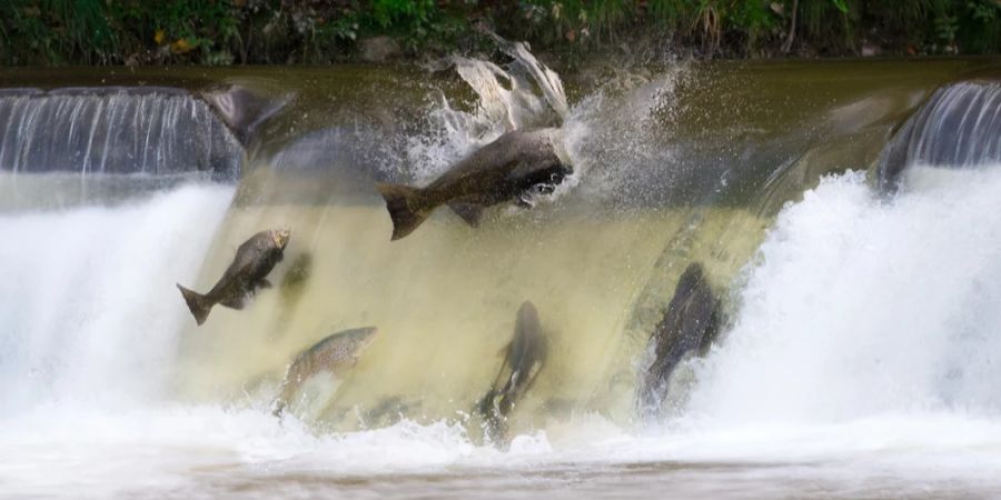 Lachse springen einen Fluss aufwärts im Oktober in Kanada