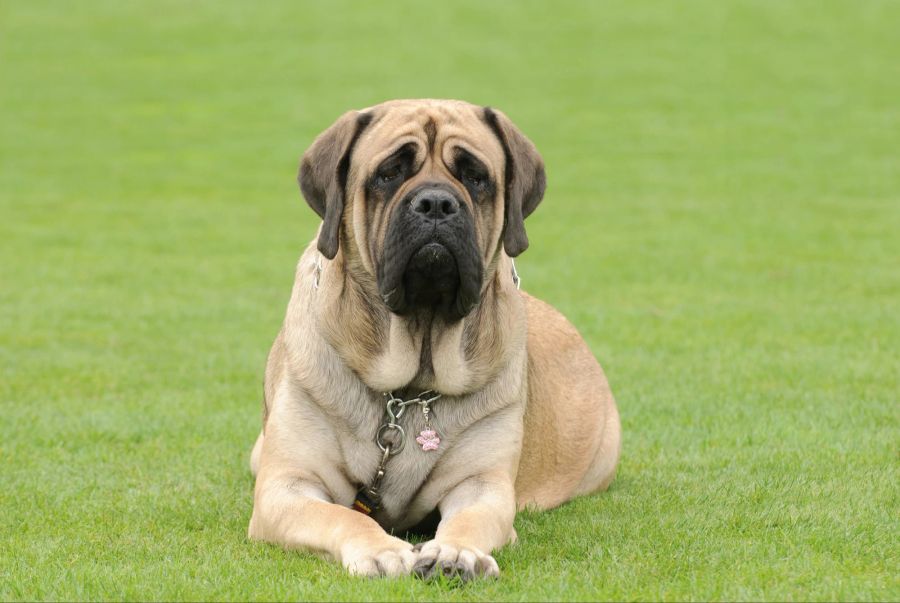 Mastiff Hund auf dem Gras liegend.