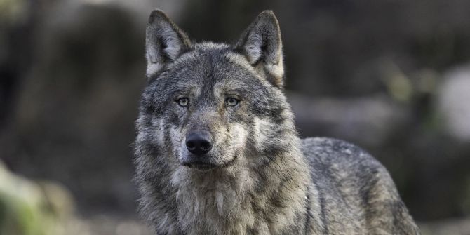 wolf oberwil reh