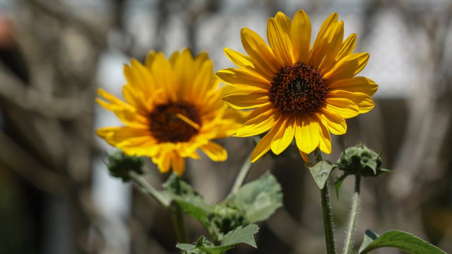 zwergsonnenblumen, garten