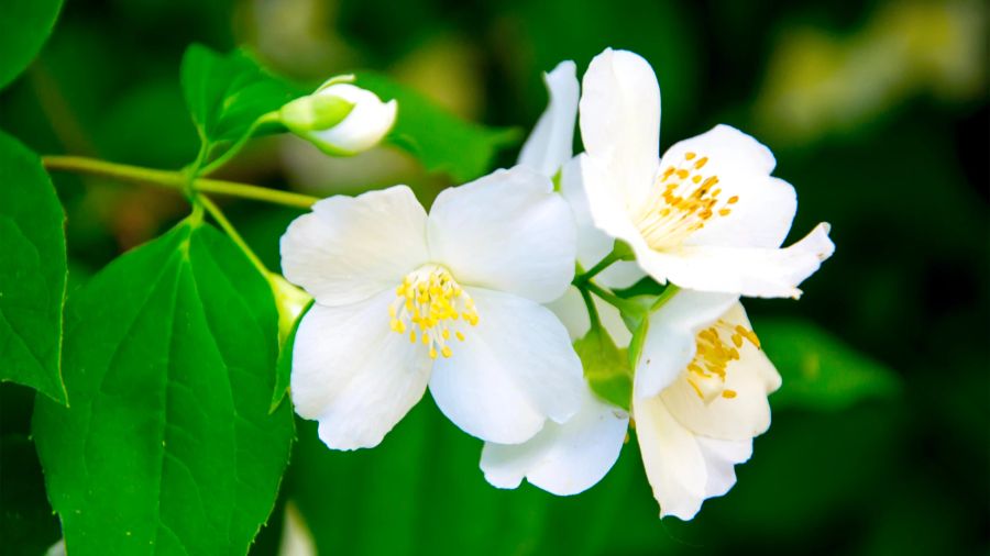 Jasmin, garten, weisse blüten