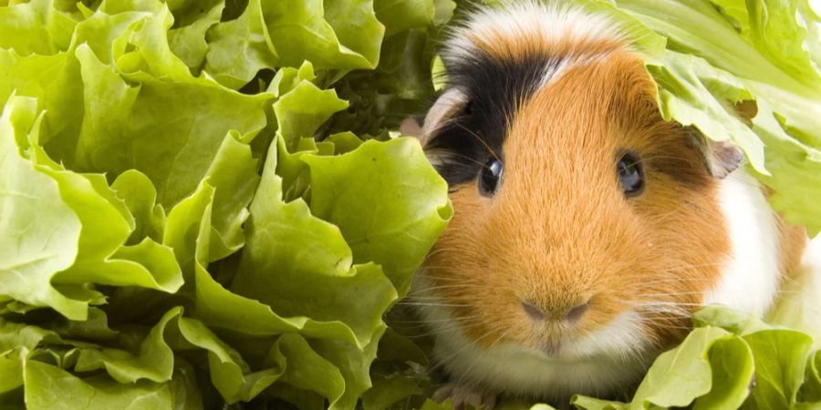 Meerschweinchen Salat Nahaufnahme