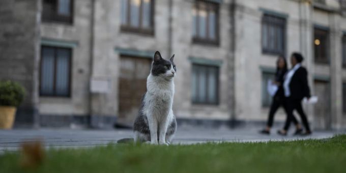 Ollin ist eine von 19 Katzen, die auf dem Gelände des Nationalpalastes leben. Katze