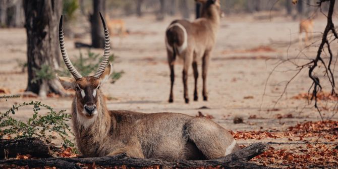 Malawi, Nationalpark, Afrika