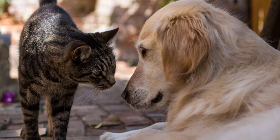 Katze und Hund