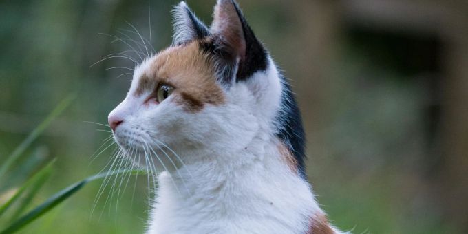 Eine Katze wird in Ormalingen BL von seinem Zuhause vermisst. Der Besitzer flutete den Ort mit Plakaten, die Gemeinde ist jedoch nicht erfreut. ormalingen baselland vermisste katze