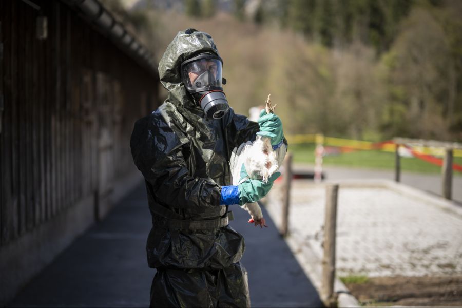 Die Vogelgrippe zirkuliert seit Jahren vor allem unter Wild- und Nutzvögeln. Auch in der Schweiz. Im Bild eine Übung der Seuchenwehr des Zivilschutzes in Glarus. (Archivbild)