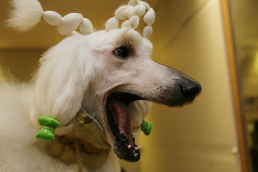 Im Hort gibt es sogar ein Hunde-Spa. (Symbolbild)