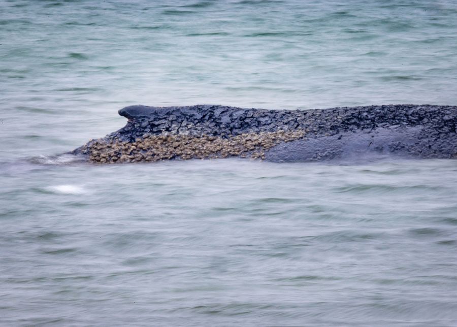 Der gestrandete Buckelwal wurde am Montag, 23. März, erstmals am Timmendorfer Strand auf einer Sandbank gesichtet.