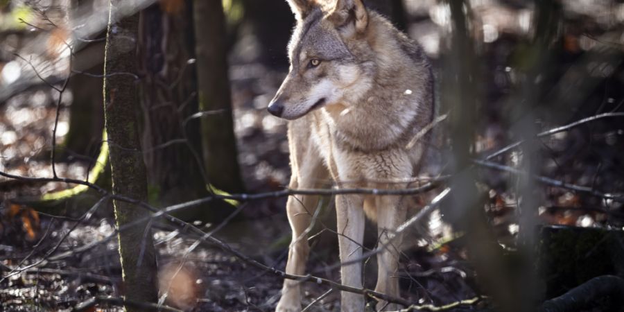 Der im Kanton Schwyz im November tot aufgefundene Wolf starb an den Folgen einer Fahrzeugkollision. (Symbolbild)