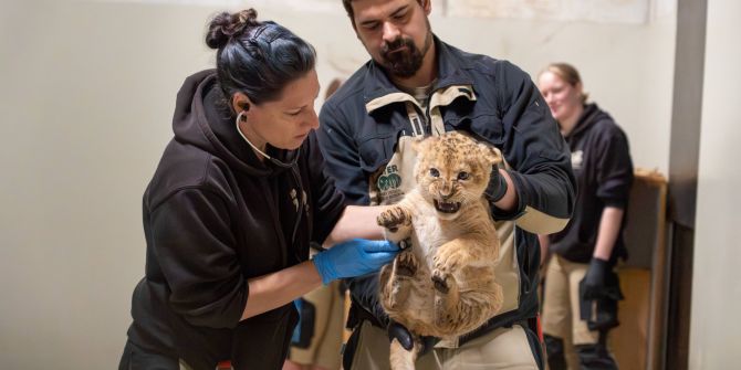 Löwenjungtier Impfung