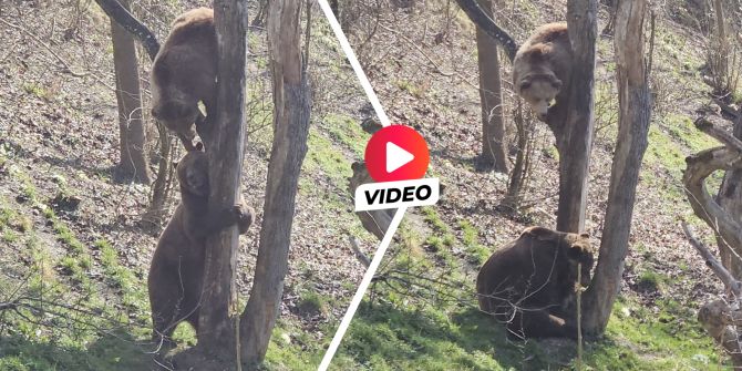 Bären im Bärenpark