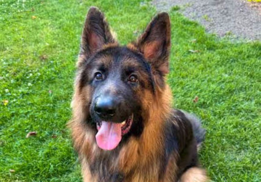 Hund Aiko wurde auf demselben Hof getötet.