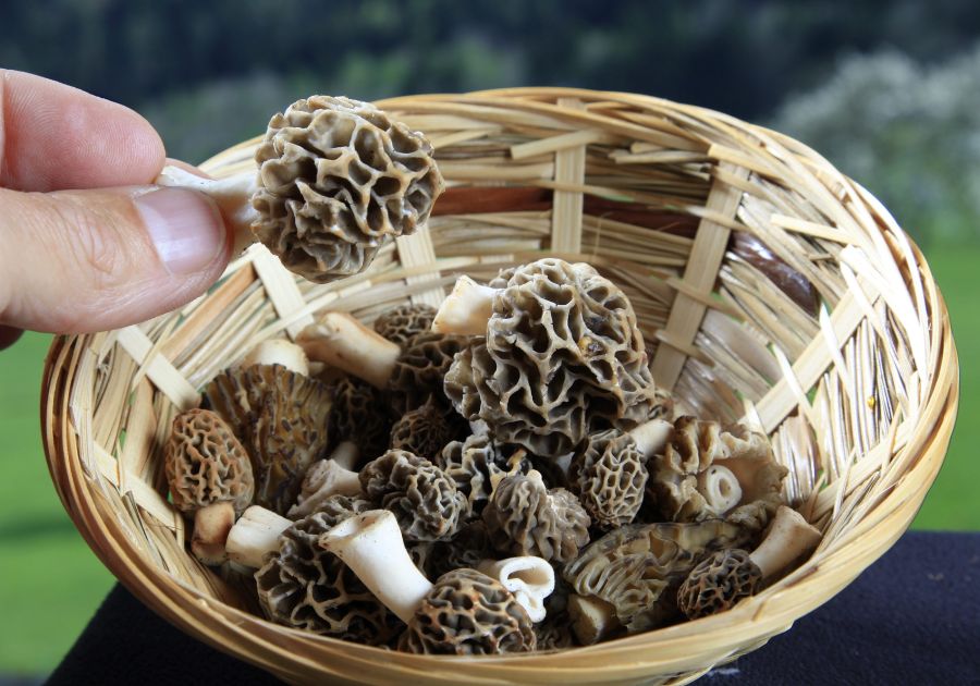 Tox Info und Pilzkontrolleure warnen vor schweren Komplikationen bei zu kurzer Garzeit.