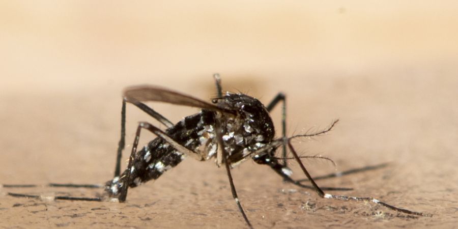 Die Asiatische Tigermücke hat sich auf vier Quartiere der Stadt Zürich ausgebreitet. (Symbolbild)