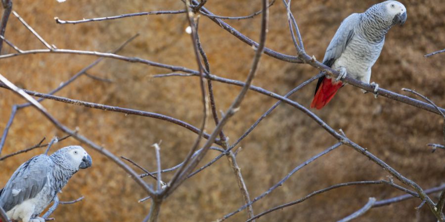 Von allen erfassten Arten zeigten Graupapageien die stärkste Neigung zur korrekten Verwendung von Namen. (Symbolbild)