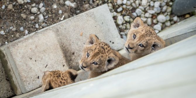 Löwen Jungtiere Walter Zoo