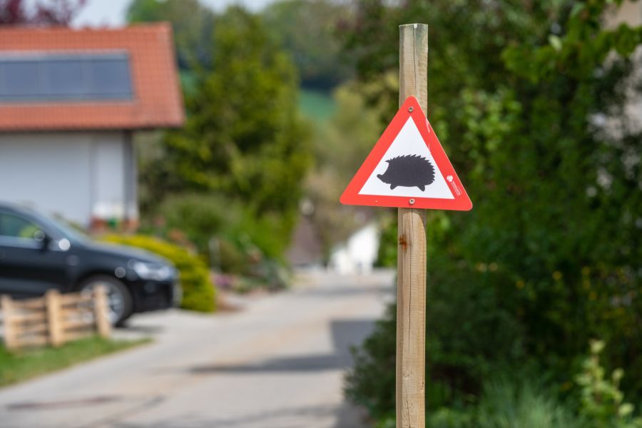 Das Gesetz zum Schutz der Igel in der Schweiz beschäftigt den Gemeinderat.
