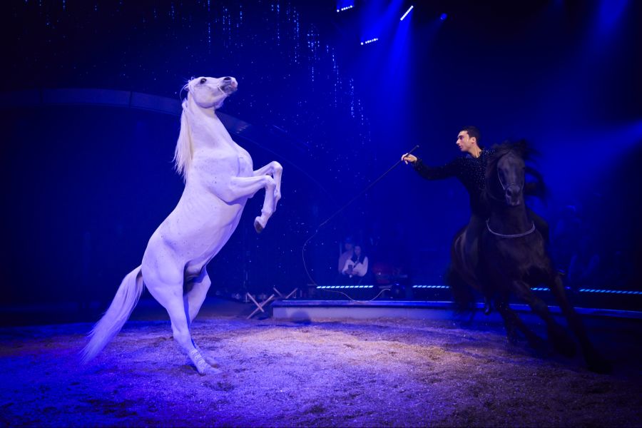 Tempo und Präzision in der Manege: Auch Freiheitsdressuren mit mehreren Pferden gehören zum diesjährigen Programm des Circus Knie.