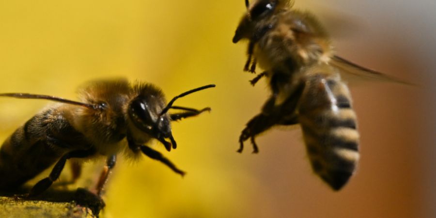 Der Schutz der Bienen soll in der Schweizer Verfassung verankert werden. Deshalb lancieren die Schweizer Imker eine Bieneninitiative. (Archivbild)