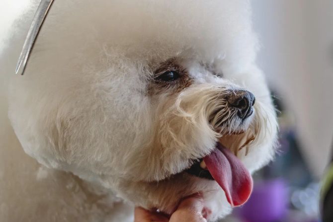 Hunde Coiffeur Wellness