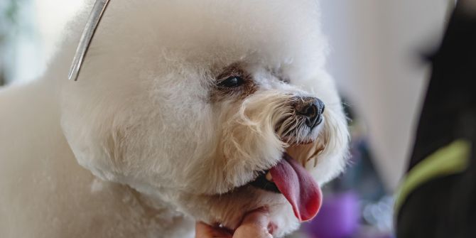 Hunde Coiffeur Wellness