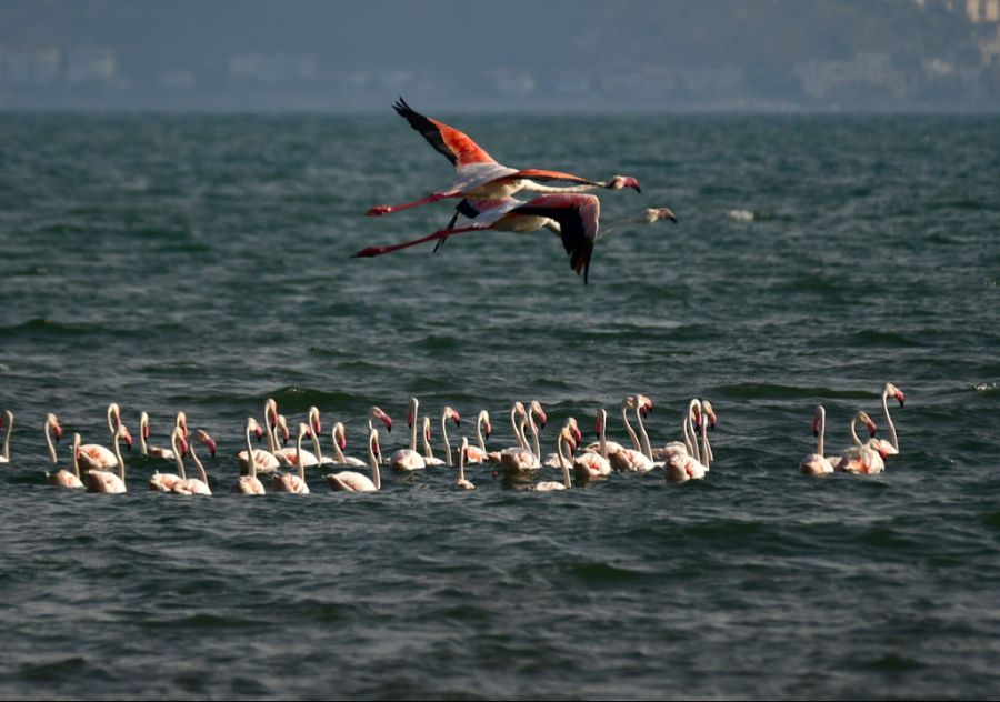 Flamingos