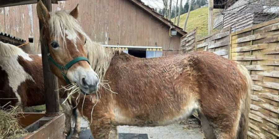 Die Zertifizierungsstelle «bio.inspecta» sagt jedoch, bei der Kontrolle im Mai 2025 seien alle Tiere in guter Verfassung gewesen.