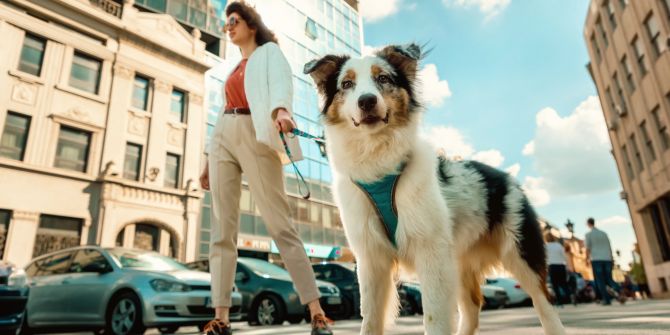 Hund, Australian Shepherd, Hundehalterin