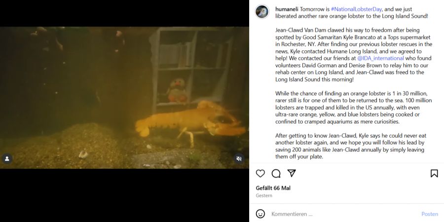 Orangefarbener Hummer