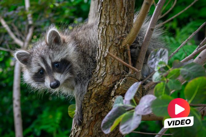 Waschbär