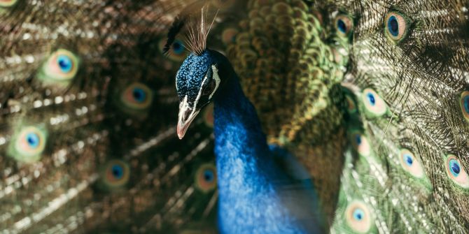 Pfau ausgebüxt entlaufen Teufen