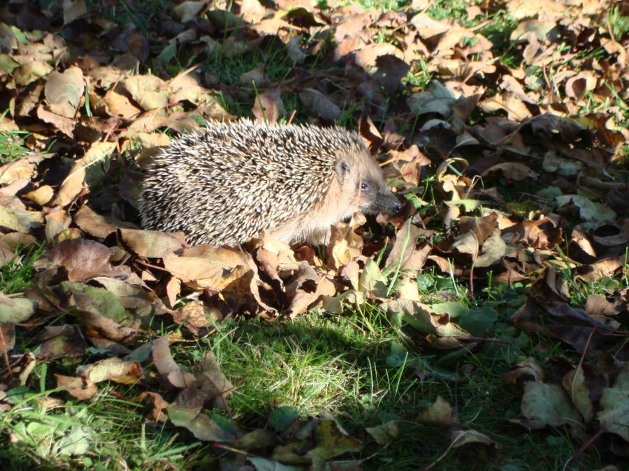 Igel Laub