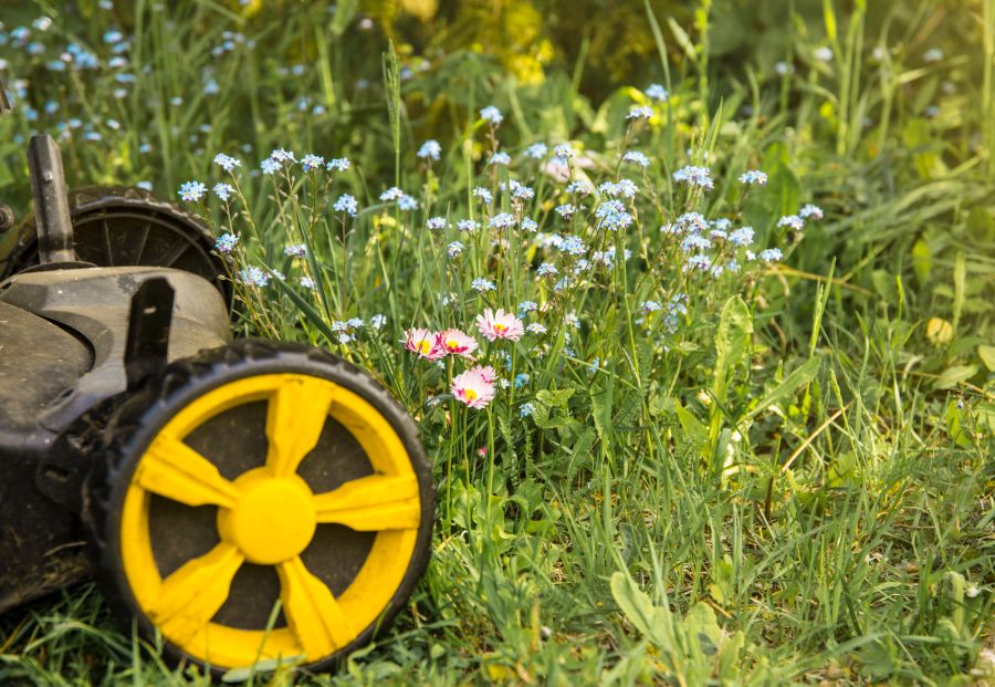Garten, Blumen, Gras, Rasenmäher