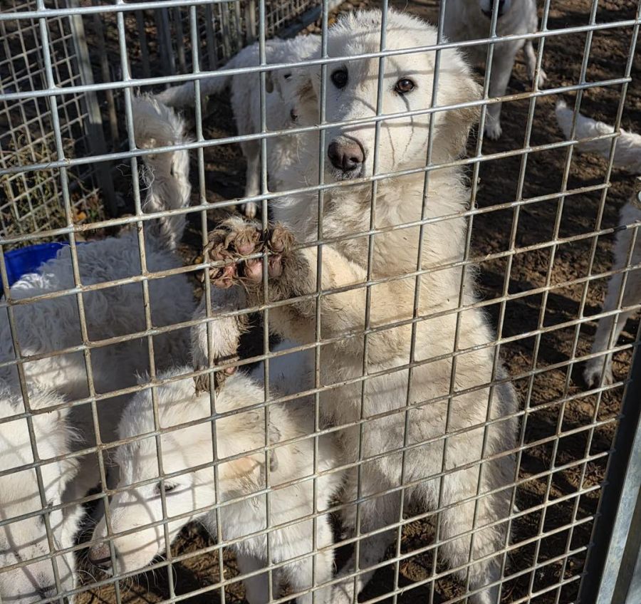 Diese Bilder der Hunde hat ein Mitarbeiter auf dem Hof in Ramiswil von den Tieren geschossen, ehe das Veterinäramt sie einschläferte.