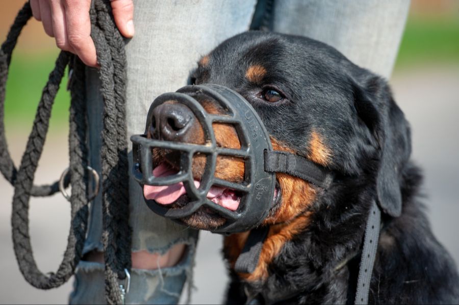 Rottweiler mit Maulkorb