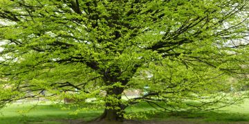 Buche Baum Frühling grün