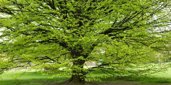 Buche Baum Frühling grün