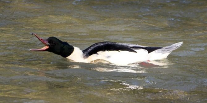 Gänsesäger Abschuss